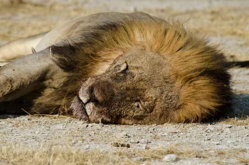 León - parque nacional de Etosha - Namibia 06.jpg